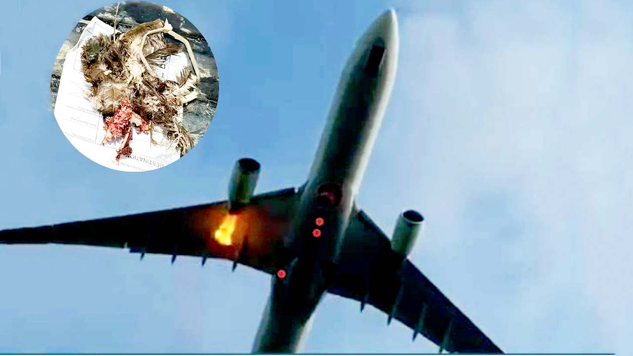 শাহজালাল থেকে উড্ডয়নের পরই ইঞ্জিনে আগুন, বাঁচলেন ২৯০ যাত্রী